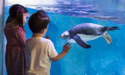 Entradas para el Acuario de Londres