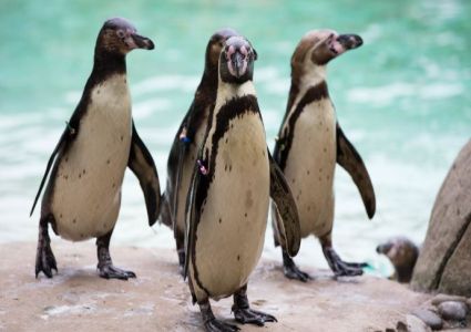 El zoológico en Londres es una de las atracciones favoritas de los niños