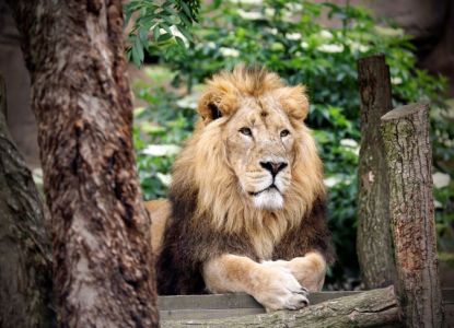 Zoo de Londres