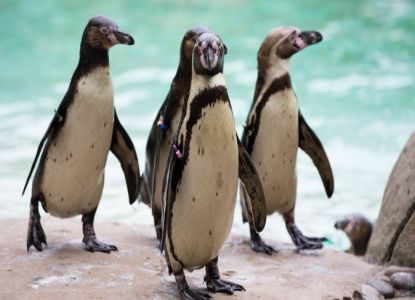El zoológico en Londres es una de las atracciones favoritas de los niños