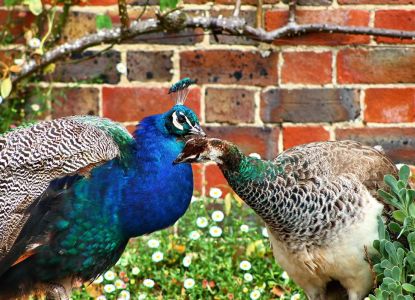 Visitar los jardines al Cstillo de Leeds.