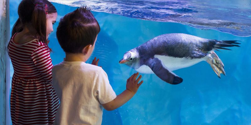 Entradas para el Acuario de Londres