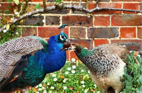 Visitar los jardines al Cstillo de Leeds.