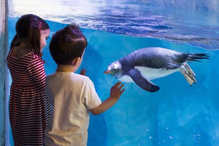 Comprar las entradas para visitar el acuario de Londres